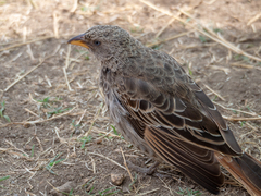 Histurgops ruficauda