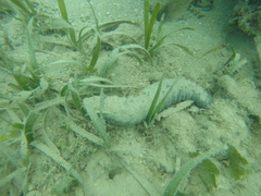 Holothuria mexicana