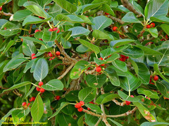 Ficus benghalensis