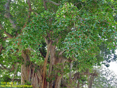Ficus benghalensis
