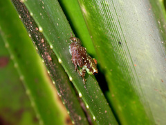 Guibemantis