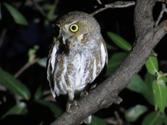 Micrathene whitneyi