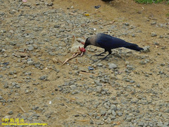 Corvus splendens protegatus