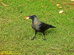 Corvus splendens protegatus
