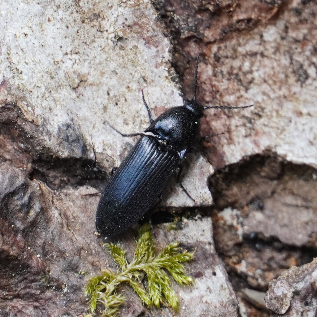 Ampedus scrofa