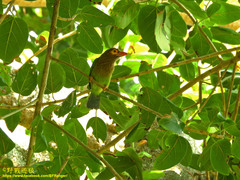 Psilopogon zeylanicus