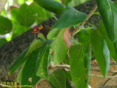 Psilopogon zeylanicus