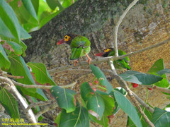 Psilopogon zeylanicus