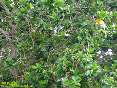 Barringtonia asiatica