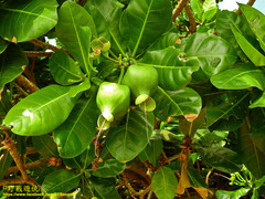 Barringtonia asiatica