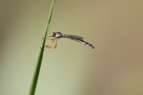 Beameromyia chrysops