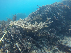 Acropora prolifera