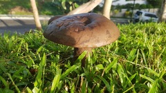 Phlebopus marginatus