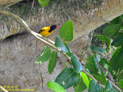 Oriolus xanthornus ceylonensis