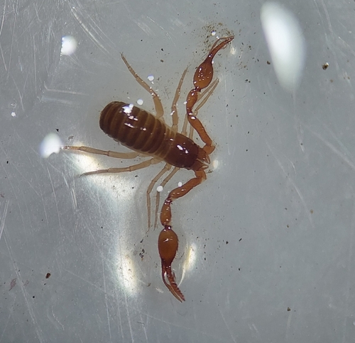 Neobisium sylvaticum