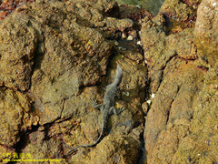 Varanus salvator salvator