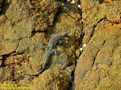 Varanus salvator salvator
