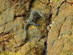 Varanus salvator salvator