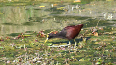 Jacana spinosa