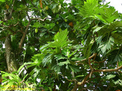 Artocarpus altilis