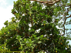 Artocarpus altilis