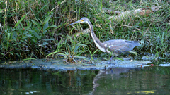Egretta tricolor
