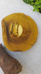 Phlebopus marginatus