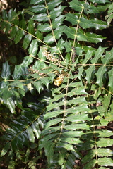 Berberis napaulensis