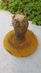 Phlebopus marginatus