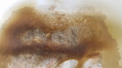 Phlebopus marginatus