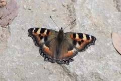 Aglais caschmirensis