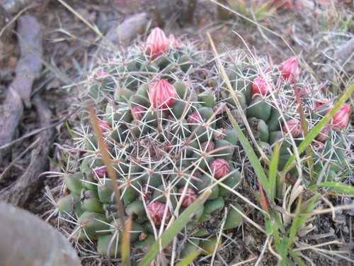 Mammillaria uncinata