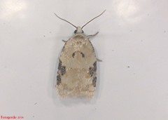 Acleris simpliciana