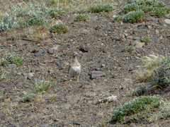 Thinocorus rumicivorus