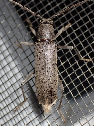 Osmidus guttatus
