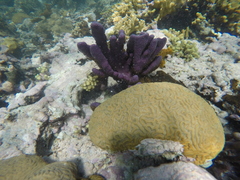 Symmetrical Brain Coral