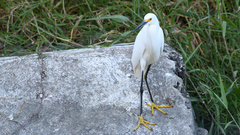 Egretta thula