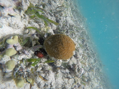 Dichocoenia stokesii