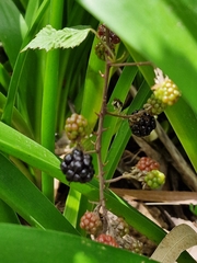 Rubus ulmifolius image