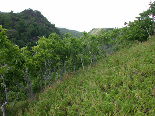 Sapindus saponaria observed 2004-06-19