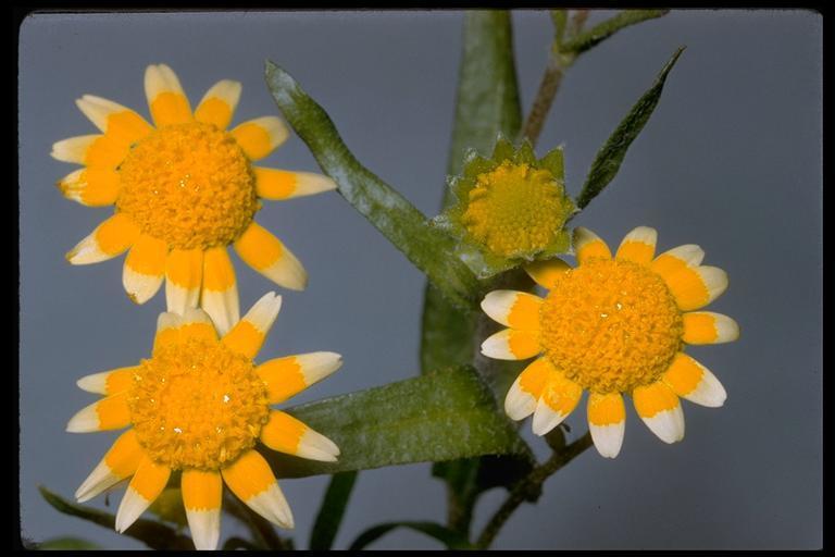 Lasthenia minor
