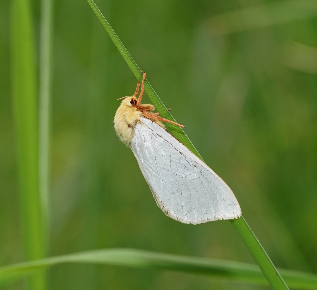 Hepialus