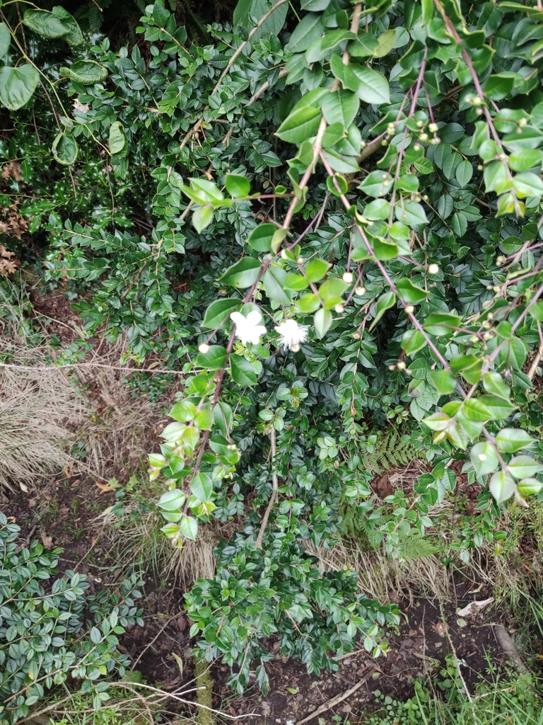 Мирт — Myrtus communis