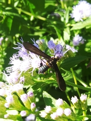 Horama panthalon texana