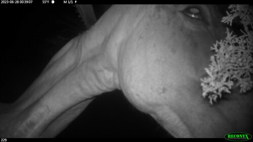 Domestic Horse photographed in Nevada