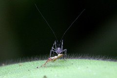 Orthoptera