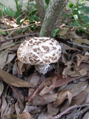 Strobilomyces strobilaceus image