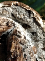 Strobilomyces strobilaceus image