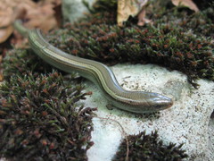 Chalcides chalcides