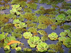 Salvinia cucullata